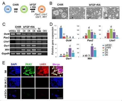 Induction Of Mouse Embryonic Stem Cells Mescs Into Intermediate