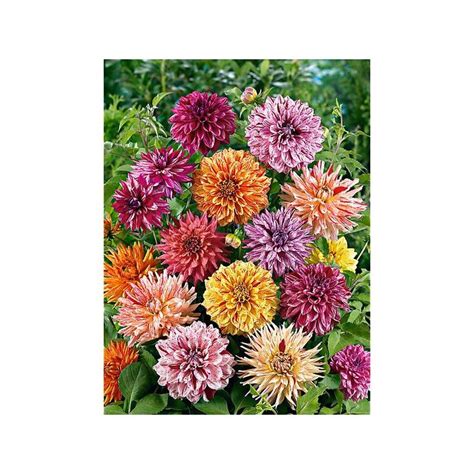 Dahlias Arlequins Graines Baumaux Dahlia Bulbes Fleurs