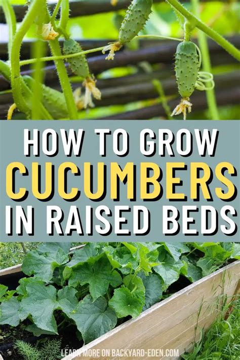 How To Grow Cucumbers In Raised Beds Backyard Eden