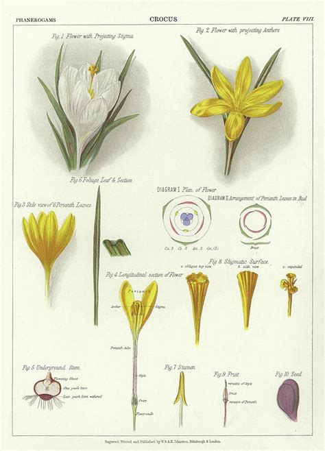 Crocus Painting by English School - Fine Art America