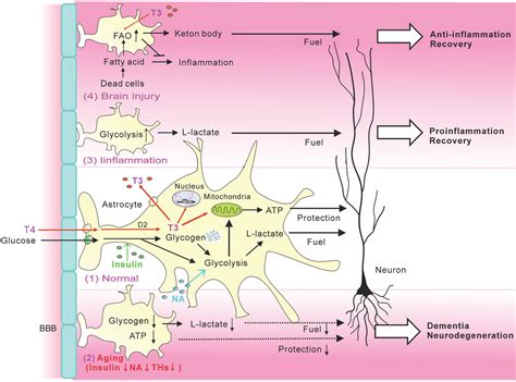 Metabolic Plasticity Of Astrocytes And Aging Of The Brain