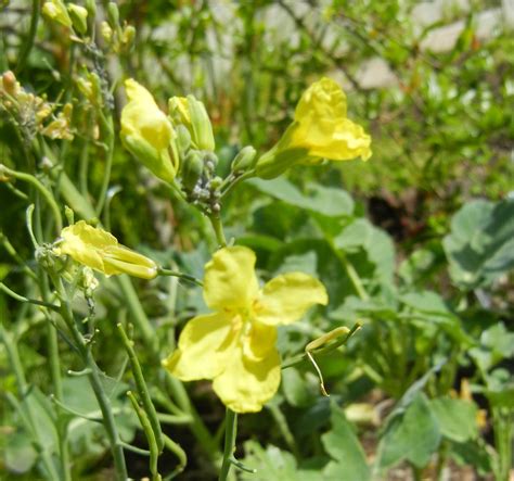 Broccoli flowers, almost as popular as the trampoline - Home Grown Fun