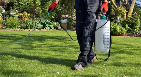 How To Get Rid Of A Lawn Full Of Weeds Without Killing Grass