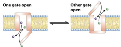 Membrane Protein Transporters Flashcards Quizlet