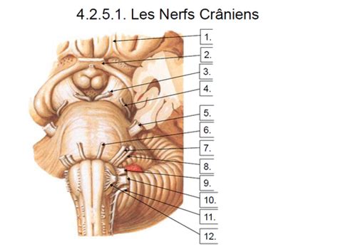 1 Nerfs crâniens et voies autonomes Flashcards Quizlet