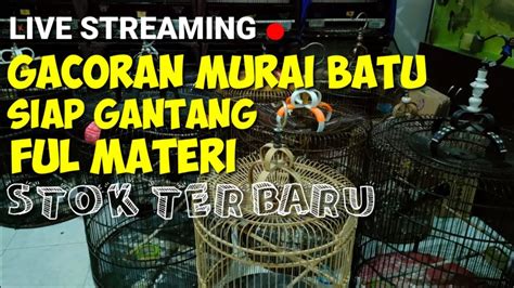 LIVE STREAMING MURAI BATU GACORAN SIAP GANTANG STOK TERBARU 2023 YouTube