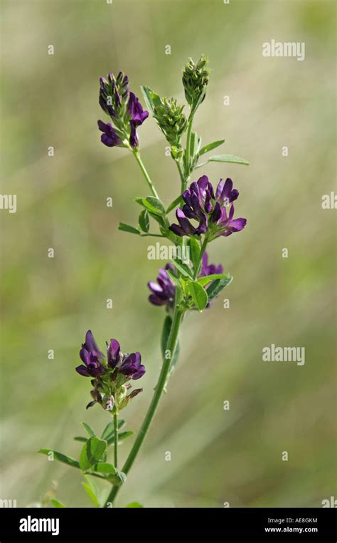 Lucerne Alfalfa Medicago Sativa Fabaceae Leguminosae Stock Photo Alamy