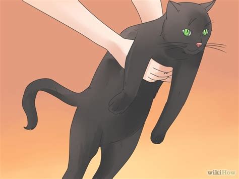 How To Pick Up A Cat 11 Steps With Pictures Wikihow