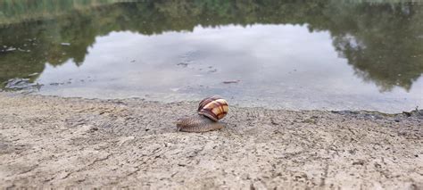 Caracol Lago Orilla El Foto Gratis En Pixabay Pixabay