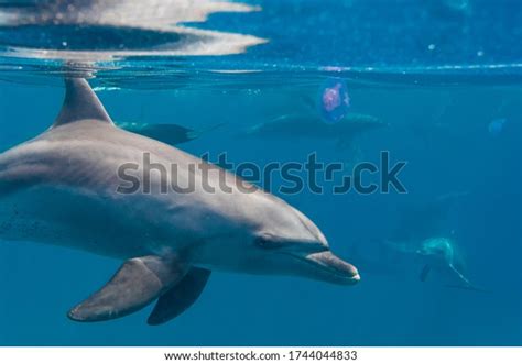 Purple Under Ocean Dolphin: Over 8 Royalty-Free Licensable Stock Photos | Shutterstock