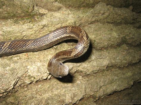 Black Rat Snake Pantherophis Obsoletus Psychotic Nature