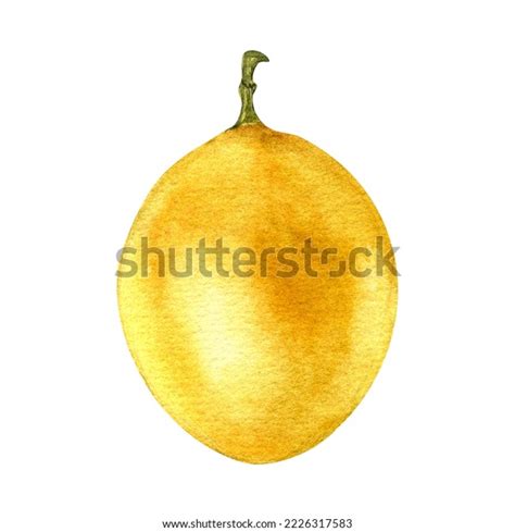 Passion Fruit Watercolor Illustration Isolated On Stock Illustration