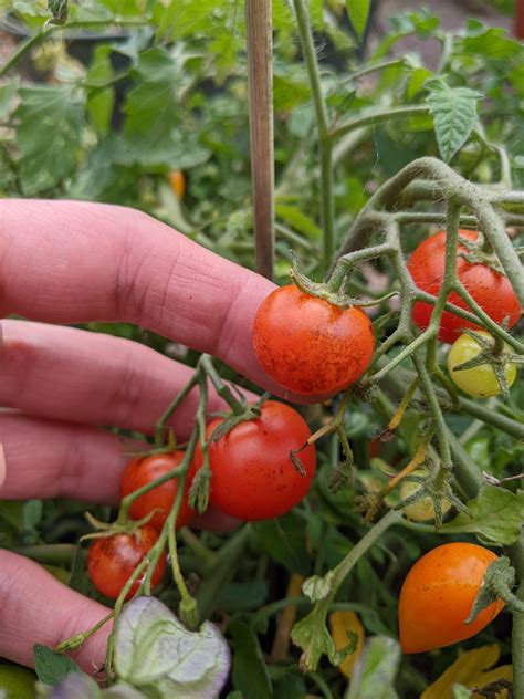 Black Dots On My Tomatoes R Gardeninguk