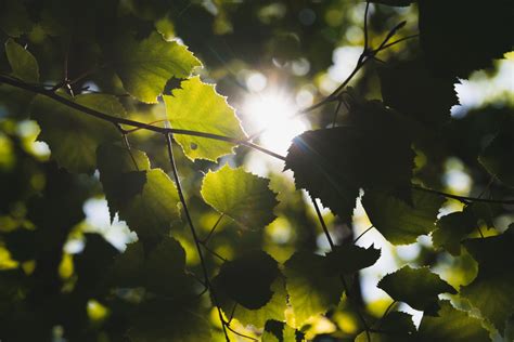 Free Images Tree Nature Branch Light Sunlight Leaf Flower