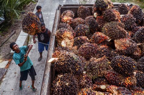 Indonesia S Palm Oil Export Ban Heats Up Vegetable Oil Market