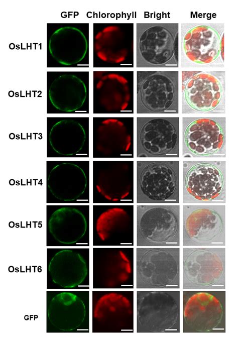 Subcellular Localization Of Oslhts In Arabidopsis Protoplasts