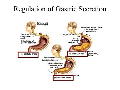 Pin On Chapter 25 The Digestive System