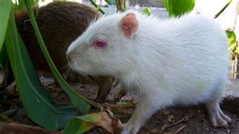 Top 10 Rarest Albino Animals In The World Видео Dailymotion