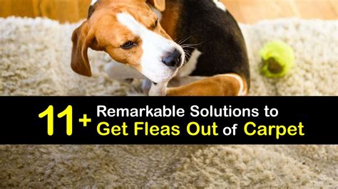 Flea Removal - Compelling Tips to Remove Fleas From Carpet