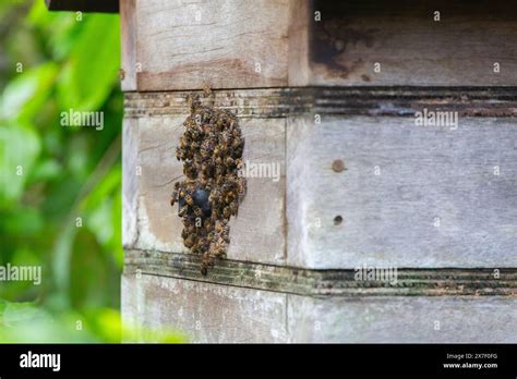 Stingless Bee Species Hives Spotted On A Wooden Box At Singapore