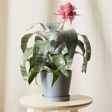 20 Indoor Flowering Plants To Add Color To Your Home