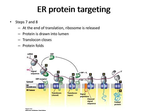 Ppt Mitochondria Powerpoint Presentation Free Download Id 2267884