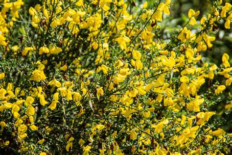 Colorful Flower Meadow Stock Photo Image Of Sunny Outside 191665232