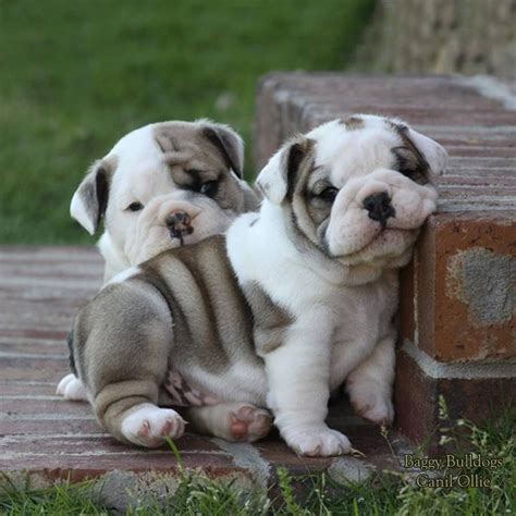 English Bulldog Puppies For Sale Houston Tx 345934