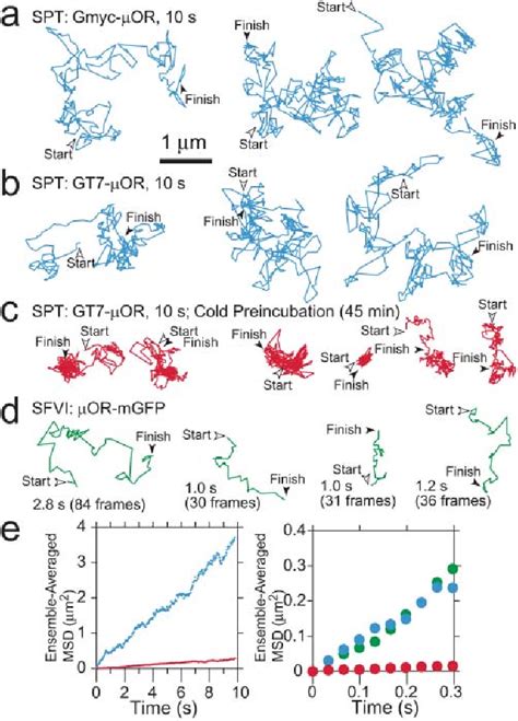 Figure 1 From Rapid Hop Diffusion Of A G Protein Coupled Receptor In