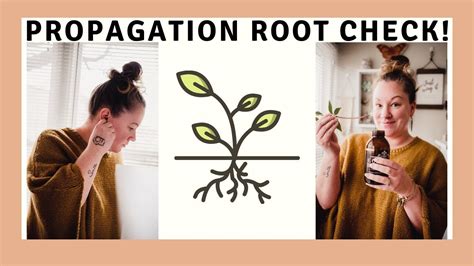 Root Check How To Water Propagate Houseplants Youtube