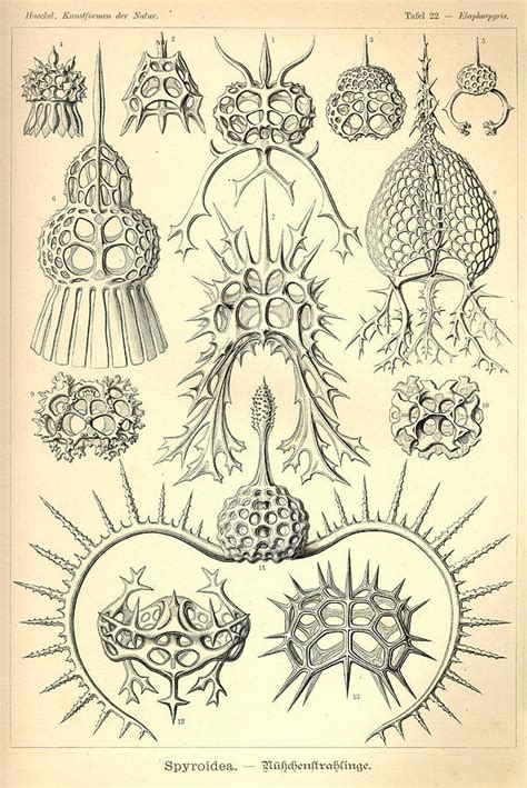 Art Forms In Nature Sea Life Painting By Ernst Haeckel Fine Art America