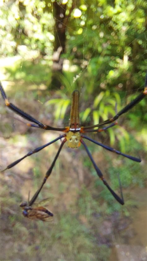 Giant Golden Orbweaver From Iron Range Qld Australia On February