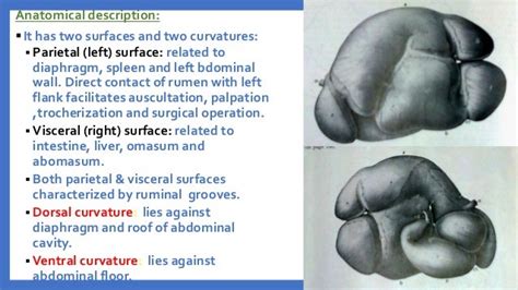 Anatomy of the Ruminant Stomach