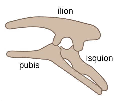 Ornithischia - Wikiwand