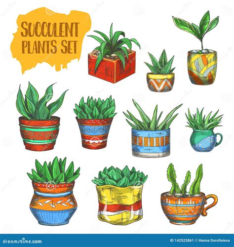 Set of Isolated Succulent Plants, Agave, Aloe Vera Stock Vector
