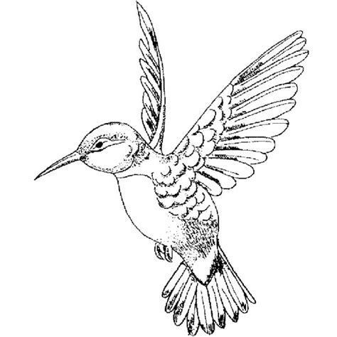 Line Drawings Of Hummingbirds