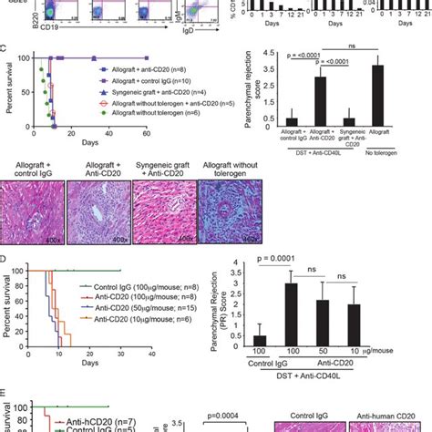 Costimulatory Blockade Increases MZP B Cells And Their IL 10 Expression