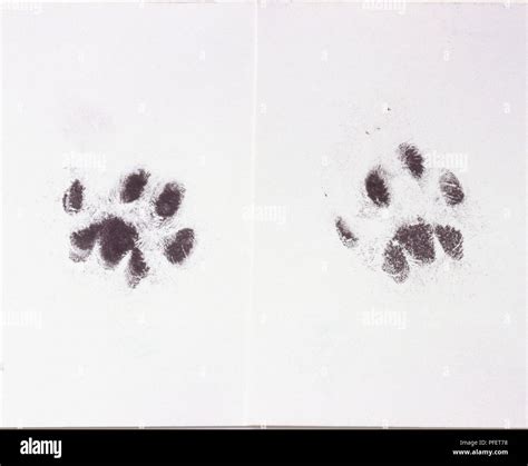 Cat Paw Print Hi Res Stock Photography And Images Alamy