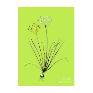 Vintage Allium Straitum Black And White Gilded Floral Art On Chartreuse