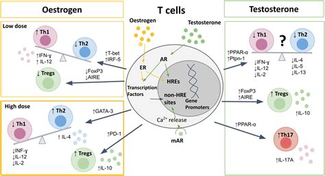 Frontiers Sex Bias In Lymphocytes Implications For Autoimmune Diseases