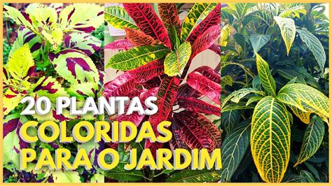 Plantas Folhagens Lindas Para Colorir O Seu Jardim Mesmo Sem