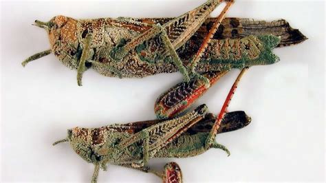 China: Study recommends greater awareness of biopesticides for locusts ...