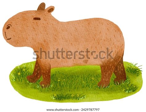 Watercolor Cartoon Drawing Cute Capybara 库存插图 2429787797 Shutterstock