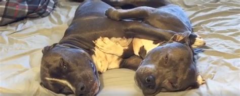 A Pair Of Adorable Pit Bulls Cuddling
