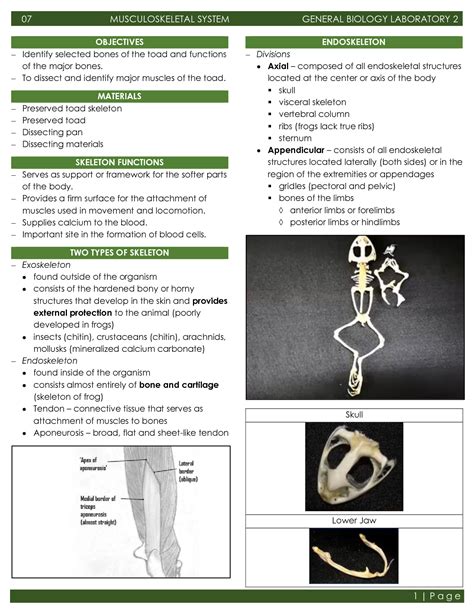 Solution General Biology Musculoskeletal System Study Notes Studypool