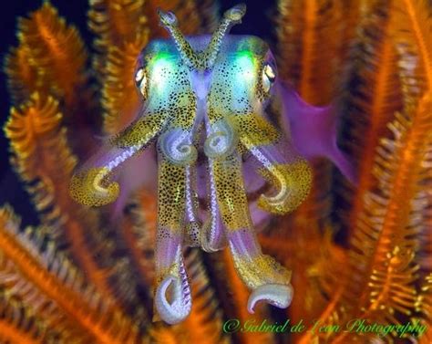 Underwater Macro Photography: Squid