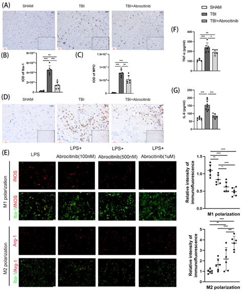 Culture Mouse Bv Microglial Cells Atcc Bioz