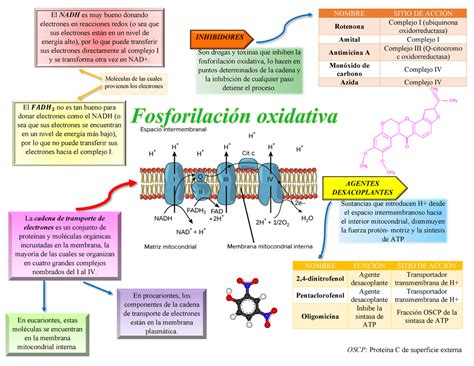 Fosforilação Oxidativa Mapa Mental FDPLEARN