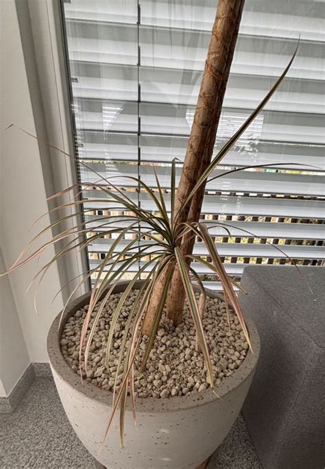 2 Dragon Tree Dracaena Reflexa Var Angustifolia Drachenbaum Kaufen