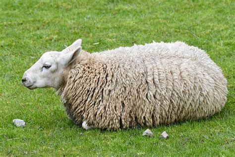 Sheep Sitting Wool Free Photo On Pixabay Pixabay